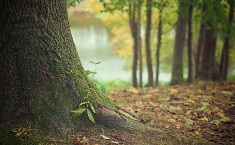 Przepiękny i {estetyczny zieleniec to nie lada wyzwanie, zwłaszcza jak jego pielęgnacją zajmujemy się sami.